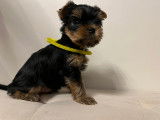 Chiots Yorkshire à vendre