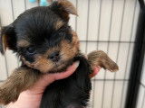 Chiots Yorkshire à vendre