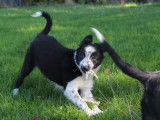 Chiots Border Collie de pure race à vendre