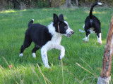 Chiots Border Collie de pure race à vendre