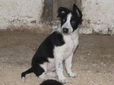 Chiots Border Collie de pure race à vendre