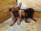 Chiots Berger Allemand &agrave; vendre
