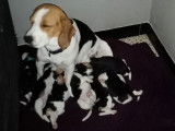 Très beaux chiots Beagle à vendre
