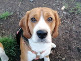 Très beaux chiots Beagle à vendre