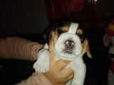 Très beaux chiots Beagle à vendre