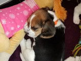 Très beaux chiots Beagle à vendre