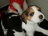 Très beaux chiots Beagle à vendre