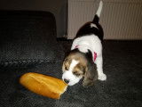 Très beaux chiots Beagle à vendre