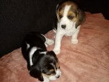 Très beaux chiots Beagle à vendre