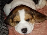Très beaux chiots Beagle à vendre