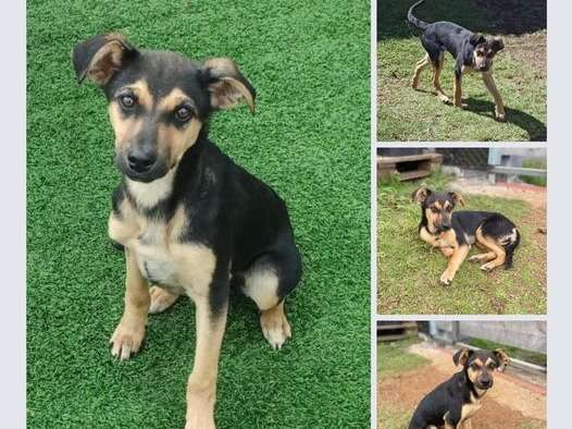 Textor, jeune chienne à adopter