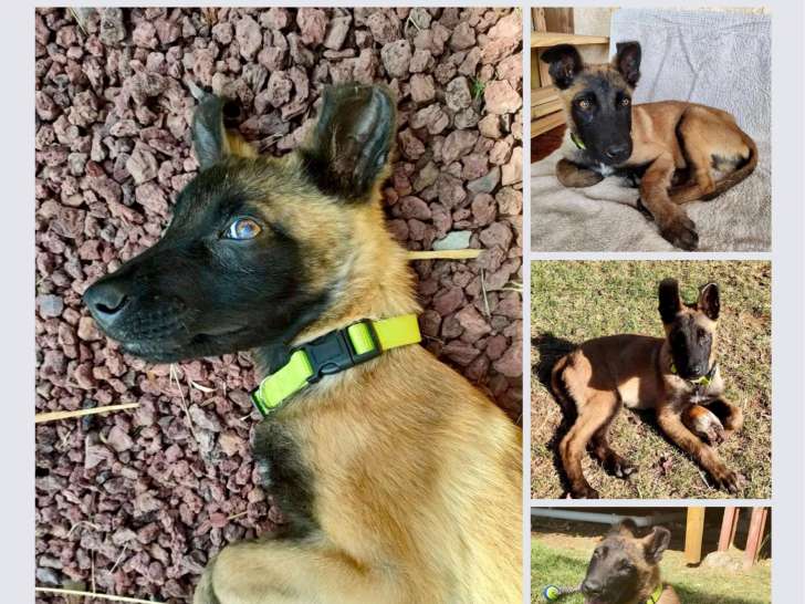 Rougailito, jeune chien à adopter