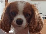 Cavalier King Charles Spaniel disponible pour saillie