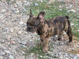 3 chiots Bouledogues Français bringés non LOF disponibles