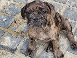 3 chiots Bouledogues Français bringés non LOF disponibles