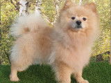 Vente de 2 chiennes Spitz Allemands orange, non LOF
