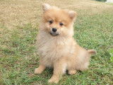 Vente de 2 chiennes Spitz Allemands orange, non LOF