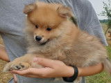 Vente de 2 chiennes Spitz Allemands orange, non LOF