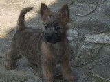 À vendre: 4 chiots Cairn Terriers mâles charbonnés, LOF