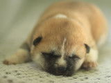 Un chiot femelle Akita Inu tricolore LOF à réserver