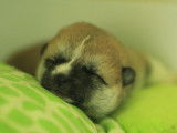 Un chiot femelle Akita Inu tricolore LOF à réserver