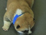 Un chiot femelle Akita Inu tricolore LOF à réserver