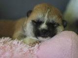 Un chiot femelle Akita Inu tricolore LOF à réserver