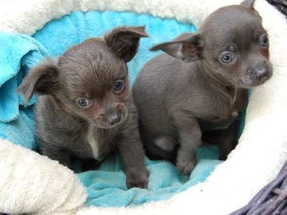 2 chiots mâles Chihuahuas non LOF à vendre