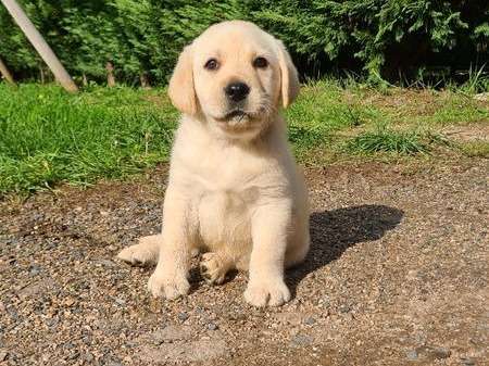 2 chiots mâles Labrador Retrievers LOF à réserver