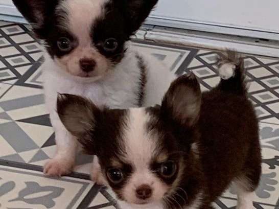 3 chiots mâles Chihuahuas à poil long nonLOF à vendre