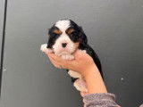 À réserver, 4 chiots Cavaliers King Charles non LOF