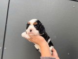 À réserver, 4 chiots Cavaliers King Charles non LOF