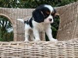 À réserver, 4 chiots Cavaliers King Charles non LOF