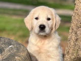 5 chiots Golden Retrievers non LOF, d’août 2022 à vendre