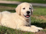 5 chiots Golden Retrievers non LOF, d’août 2022 à vendre