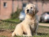5 chiots Golden Retrievers non LOF, d’août 2022 à vendre