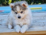 3 chiots Pomskies non LOF à vendre, 2 femelles et 1 mâle