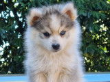 3 chiots Pomskies non LOF à vendre, 2 femelles et 1 mâle