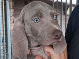 Imposants chiots Braques de Weimar LOSH disponibles : trois femelles et un mâles