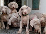 Imposants chiots Braques de Weimar LOSH disponibles : trois femelles et un mâles