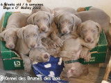 Imposants chiots Braques de Weimar LOSH disponibles : trois femelles et un mâles