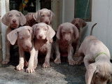 Imposants chiots Braques de Weimar LOSH disponibles : trois femelles et un mâles