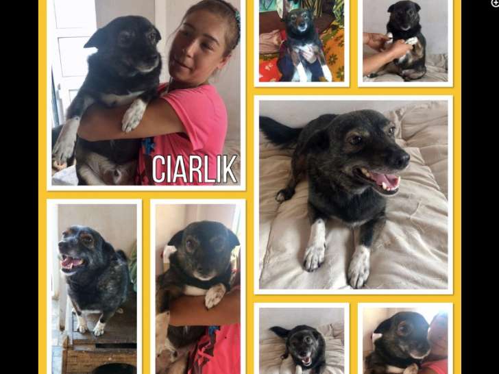 Ciarlik, chien de type Labrador à adopter