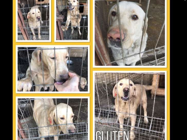 Gluten, chien de type Labrador Retriever à adopter