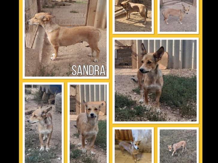Sandra, chienne de type Bouvier Australien à l'adoption