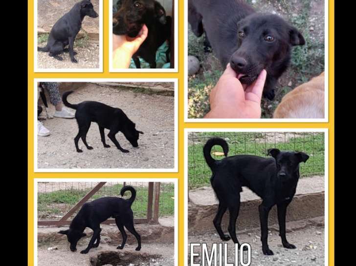 Emilio, chien de type Labrador à l'adoption