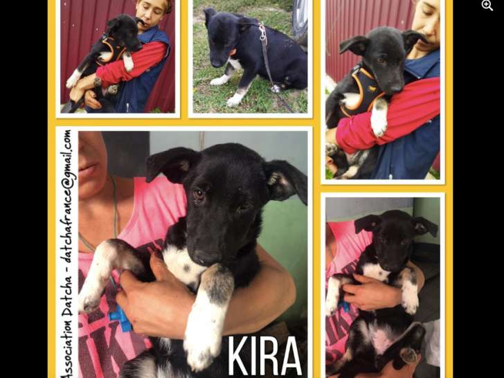 Kira, chienne de type berger à l'adoption