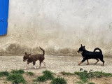 Chihuahua mâle à vendre