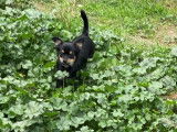 Chihuahua mâle à vendre