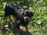 Chihuahua mâle à vendre